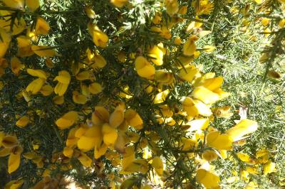 <i>Ulex europaeus</i>