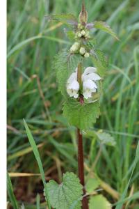 <i>Lamium album</i>