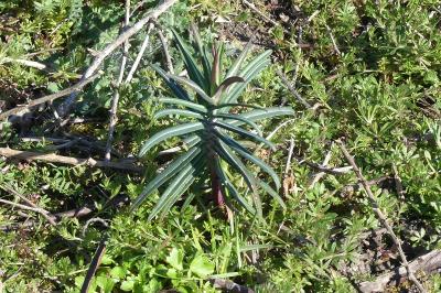 <i>Euphorbia lathyris</i>
