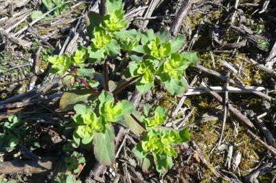 <i>Euphorbia helioscopia</i>