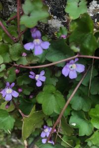 <i>Cymbalaria muralis</i>