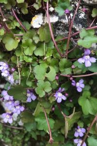 <i>Cymbalaria muralis</i>