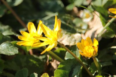 <i>Ficaria verna</i>