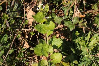 <i>Alliaria petiolata</i>