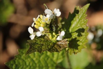 <i>Alliaria petiolata</i>