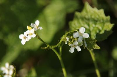 <i>Alliaria petiolata</i>