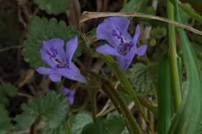 <i>Glechoma hederacea</i>