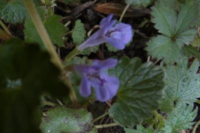<i>Glechoma hederacea</i>