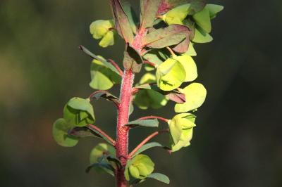 <i>Euphorbia amygdaloides</i>