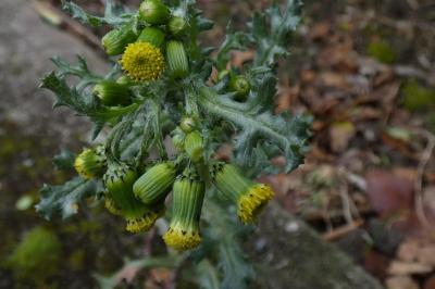 <i>Senecio vulgaris</i>