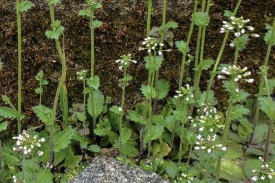 <i>Draba muralis</i>