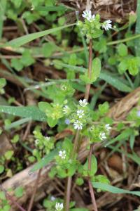 <i>Stellaria media</i>