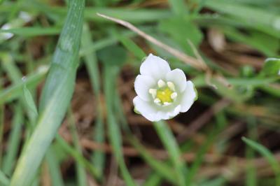 <i>Ornithogalum divergens</i>