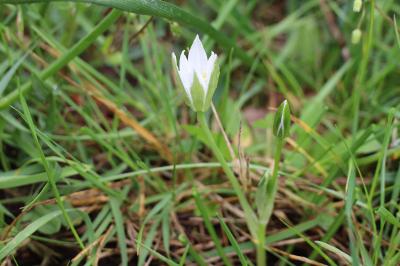 <i>Ornithogalum divergens</i>