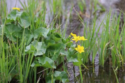 <i>Caltha palustris</i>