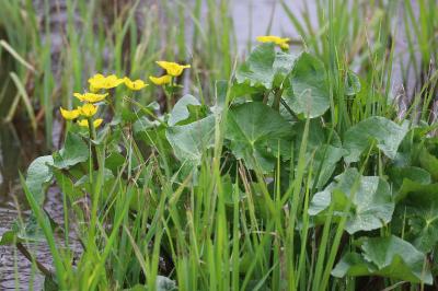 <i>Caltha palustris</i>