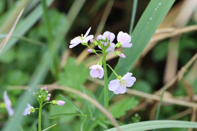 <i>Cardamine pratensis</i>