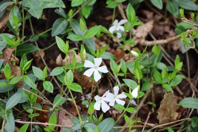<i>Vinca minor</i>