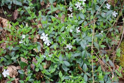 <i>Vinca minor</i>
