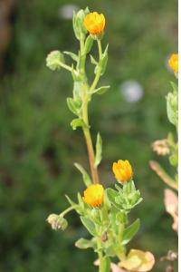 <i>Calendula arvensis</i>