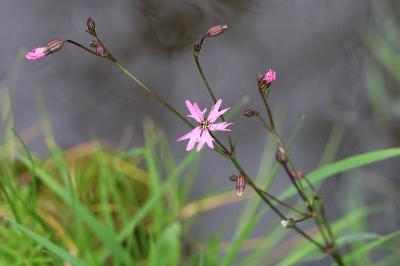<i>Lychnis flos-cuculi</i>