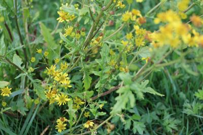 <i>Jacobaea aquatica</i>