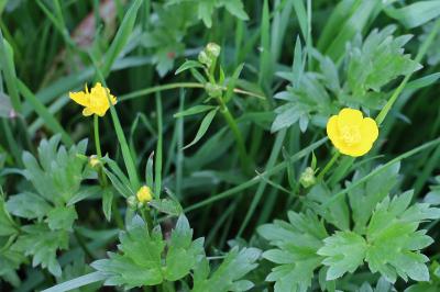 <i>Ranunculus repens</i>
