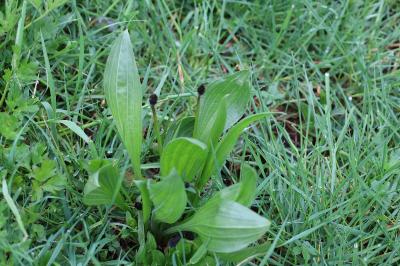 <i>Plantago lanceolata</i>