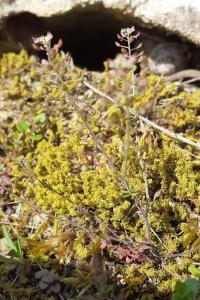 <i>Hornungia petraea</i>
