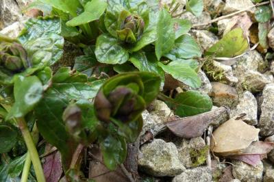<i>Ajuga reptans</i>
