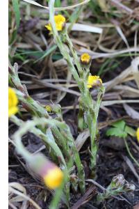 <i>Tussilago farfara</i>