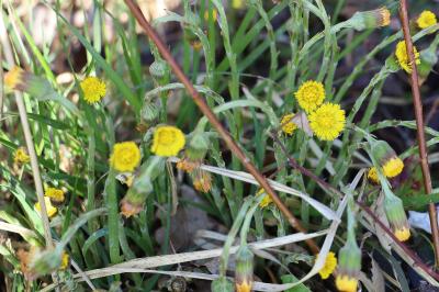 <i>Tussilago farfara</i>