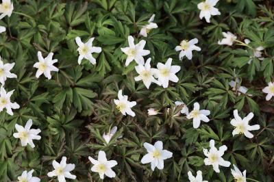 <i>Anemone nemorosa</i>