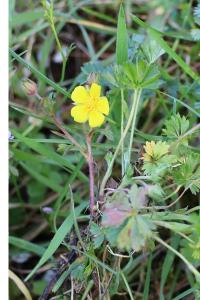 <i>Potentilla verna</i>