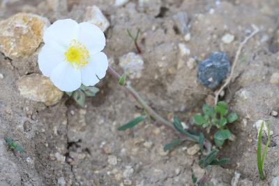 <i>Helianthemum apenninum</i>
