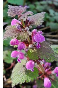 <i>Lamium maculatum</i>