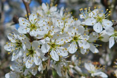 <i>Prunus spinosa</i>