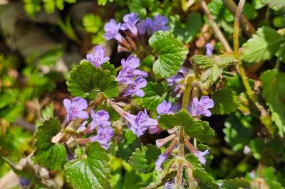 <i>Glechoma hederacea</i>