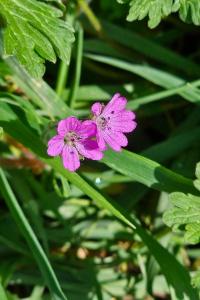 <i>Geranium molle</i>