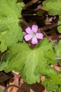 <i>Geranium rotundifolium</i>