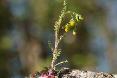 <i>Senecio vulgaris</i>