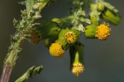 <i>Senecio vulgaris</i>
