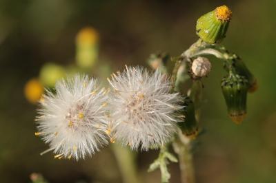 <i>Senecio vulgaris</i>