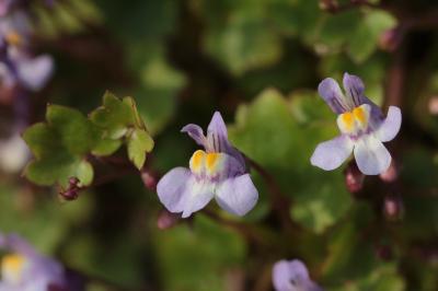 <i>Cymbalaria muralis</i>