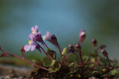 <i>Cymbalaria muralis</i>