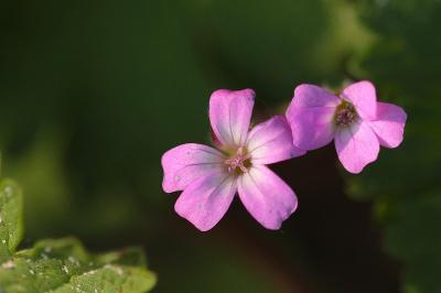 <i>Geranium rotundifolium</i>