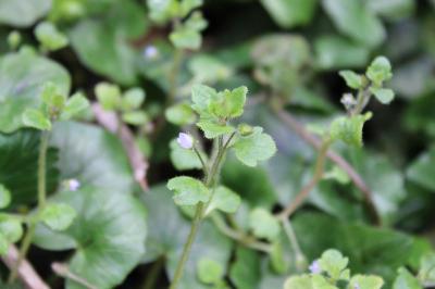 <i>Veronica sublobata</i>