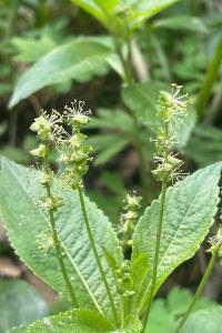 <i>Mercurialis perennis</i>