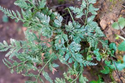 <i>Asplenium adiantum-nigrum</i>