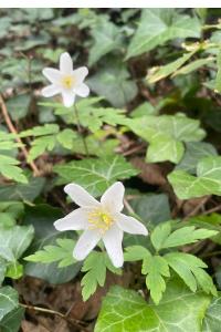 <i>Anemone nemorosa</i>